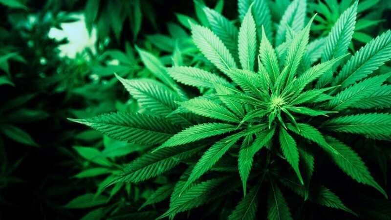 Ön Yargıların Kurbanı Olan ‘Kenevir’ Bitkisi