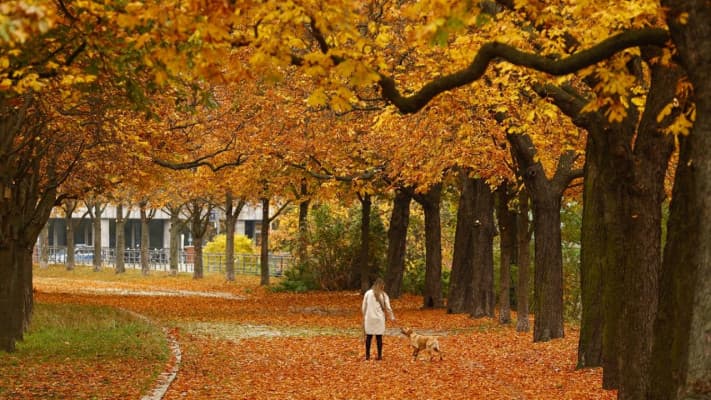 Duyguların Sonbaharı