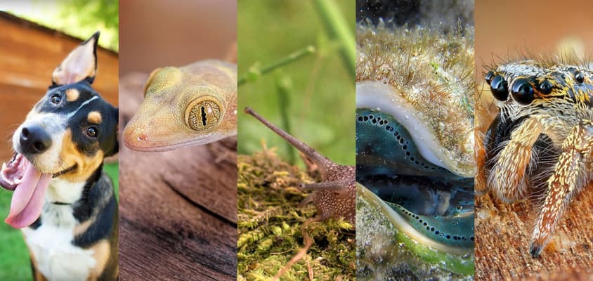 Hayvanlar Dünyayı Nasıl Görüyor?