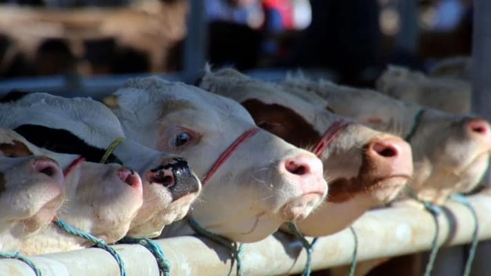 Kurban ve Yalan İbadetler