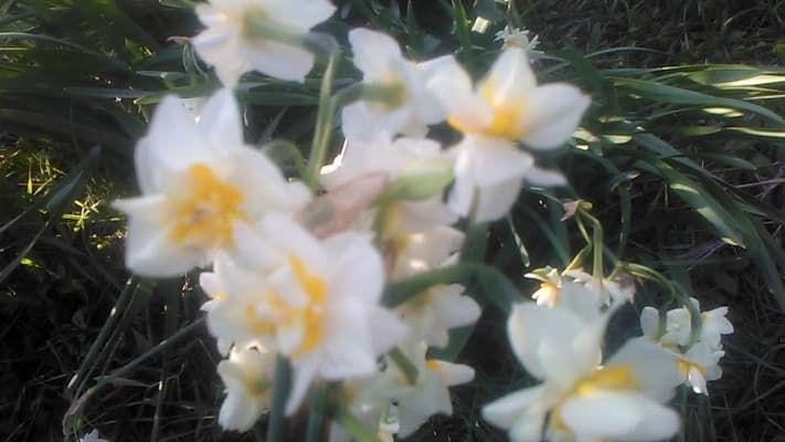 Nergis Çiçeğinin Hikayesi