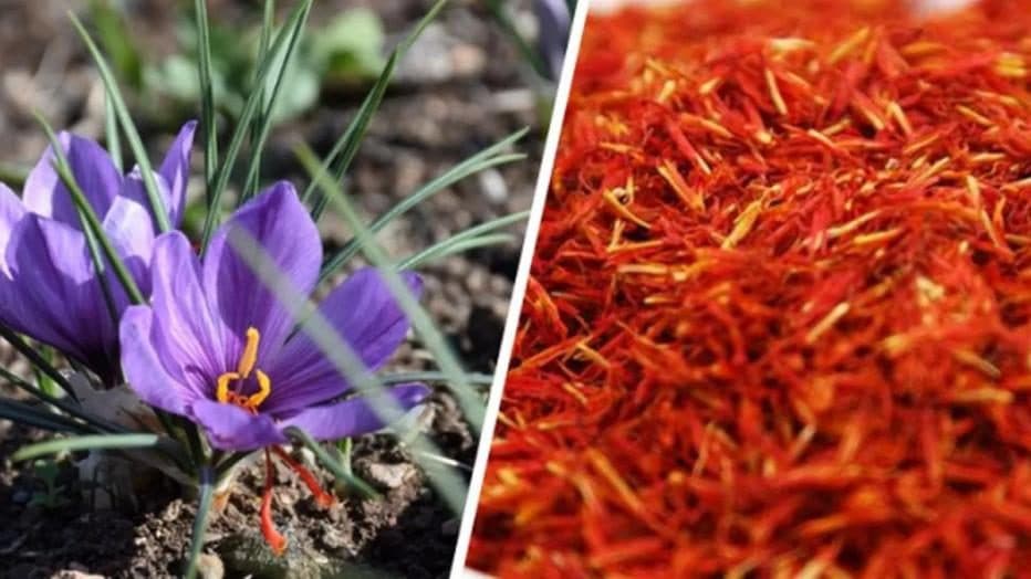 En Pahalı Bitki: Safran