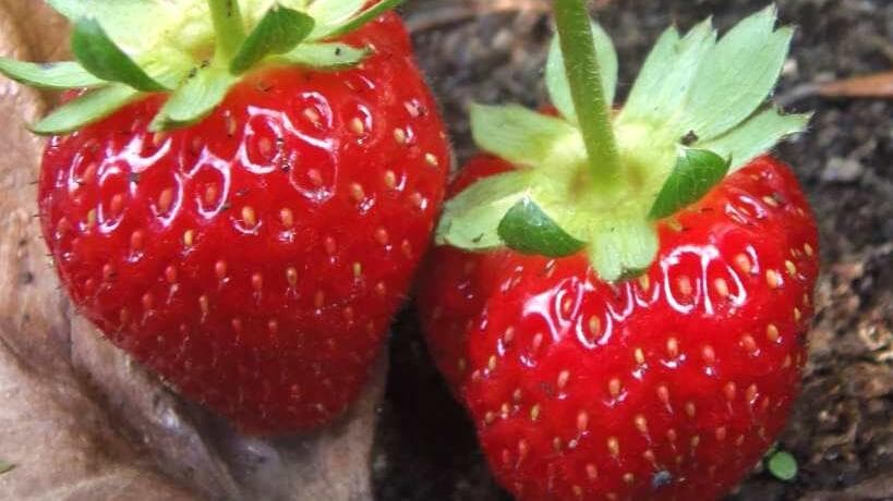 Kanserle Savaşan Süper Meyve: Çilek