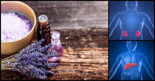 Malation'un Zararını Lavanta Yağı Onarıyor