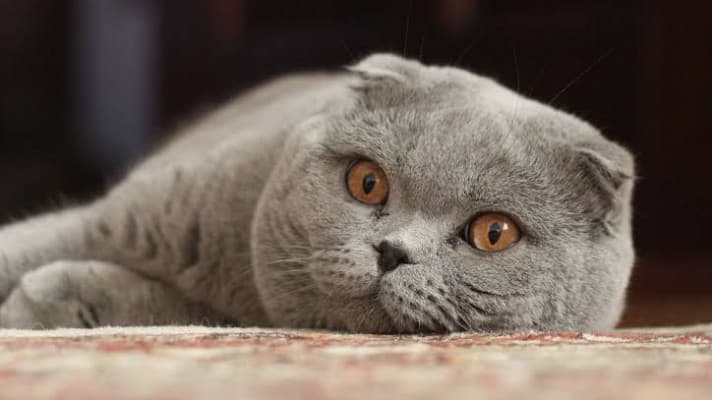 Sevimli Kulak Scottish Fold