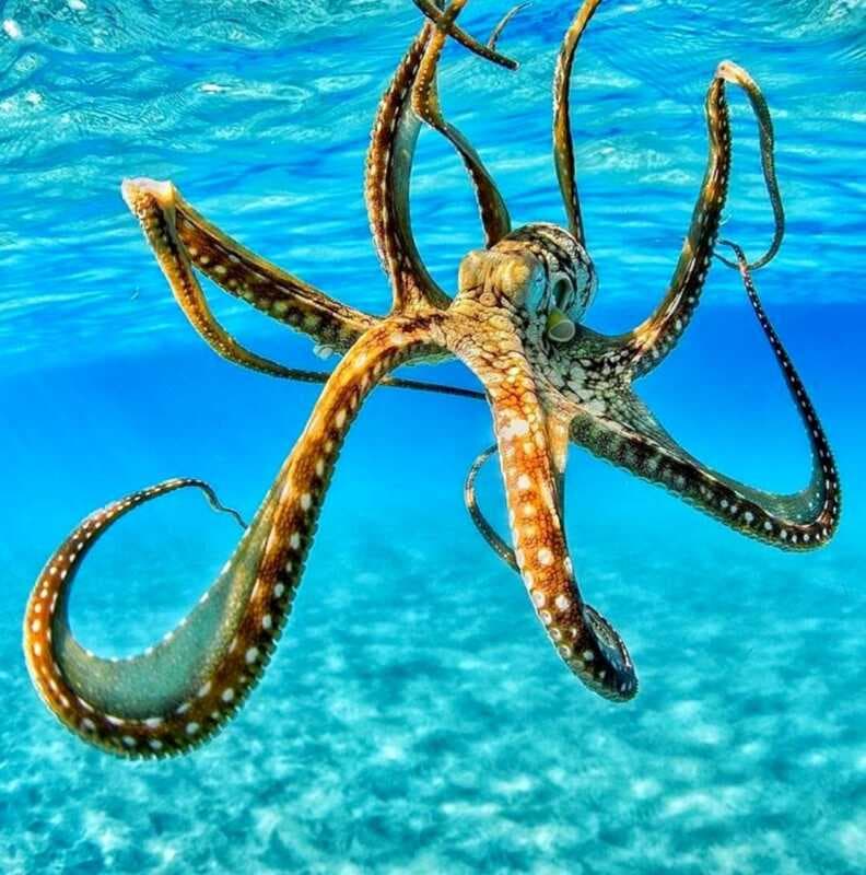 Ahtapotların Çiftleştikten Sonra Kendilerini Neden Yok Ettiğini Biliyor Muydunuz?