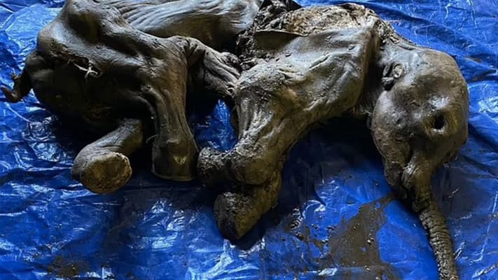 Kanada'da 30 bin yıllık mükemmel korunmuş bebek yünlü mamut bulundu