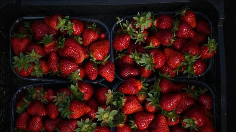 Yaz Mevsiminin Sevilen Meyvesi Çilekten Korkmalı Mıyız?