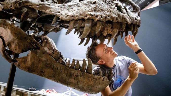 76 milyon yıllık bir T-Rex akrabasının iskeleti bu ay açık artırmaya çıkarılacak