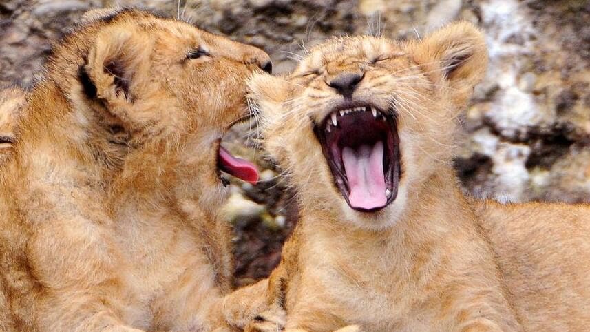 Esneyen Birini Gördüğünde Neden Esnersin? Esnemek Bulaşıcı mıdır?