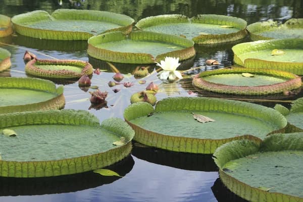 İngiltere'de Yeni Bir Dev Nilüfer Keşfedildi