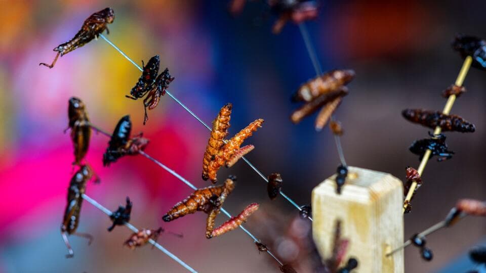 Protein Kaynağı Olarak Böcek Tüketmek, Beslenme Kaynaklı Karbon Emisyonumuzu Azaltabilir Mi?