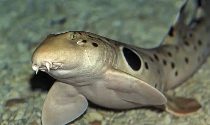 Bilim İnsanlarının Yeni Keşfettiği Yürüyen Köpekbalığı ile Tanışın!