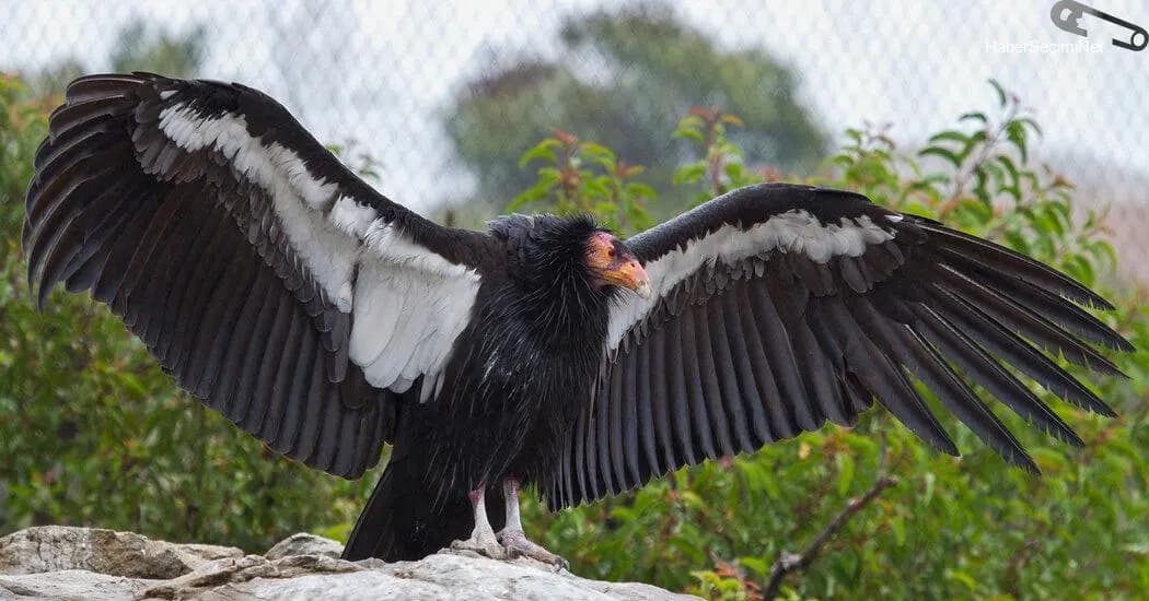 Partenogenez Üreme: Kaliforniya Akbabaları Çiftleşmeden Çoğalabildi!