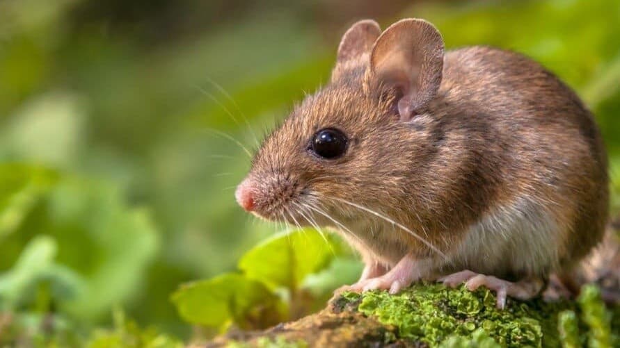 Bilim İnsanları; Genç Farelere Yaşlı Farelerin Kanını Verdiler. Sonrasında İşler Tuhaflaştı!