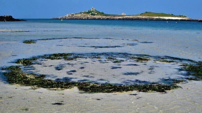 Gizemi Bir Türlü Çözülemeyen Seagrass Peri Çemberleri Uzaylıların İşi mi Yoksa Bilimsel Bir Açıklaması Var Mı?