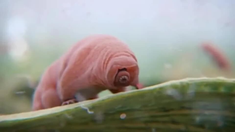 Tardigradlar Su Olmadan Onlarca Yıl Hayatta Kalabilir, Artık Nasıl Olduğunu Biliyoruz