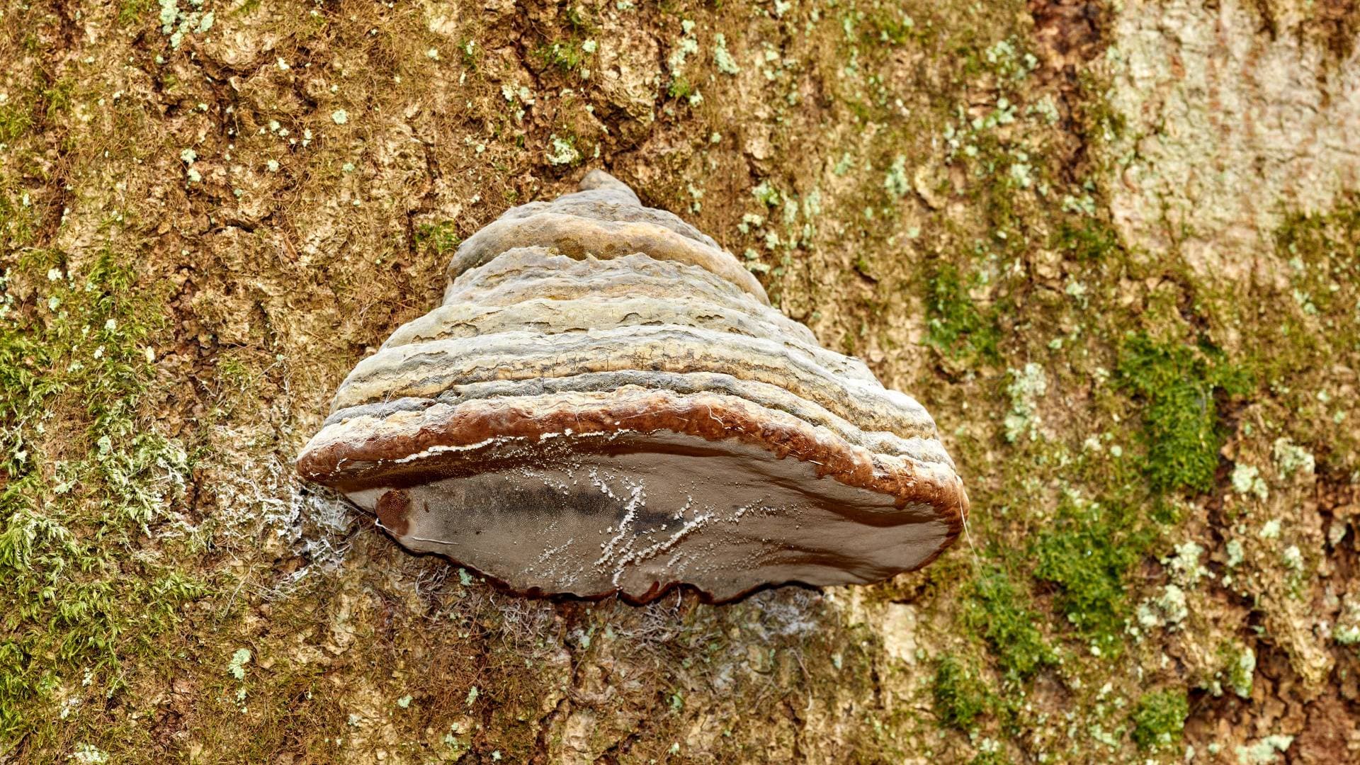 Eski Mantar Yakında Yeni Plastikler Üretmek İçin Kullanılabilir