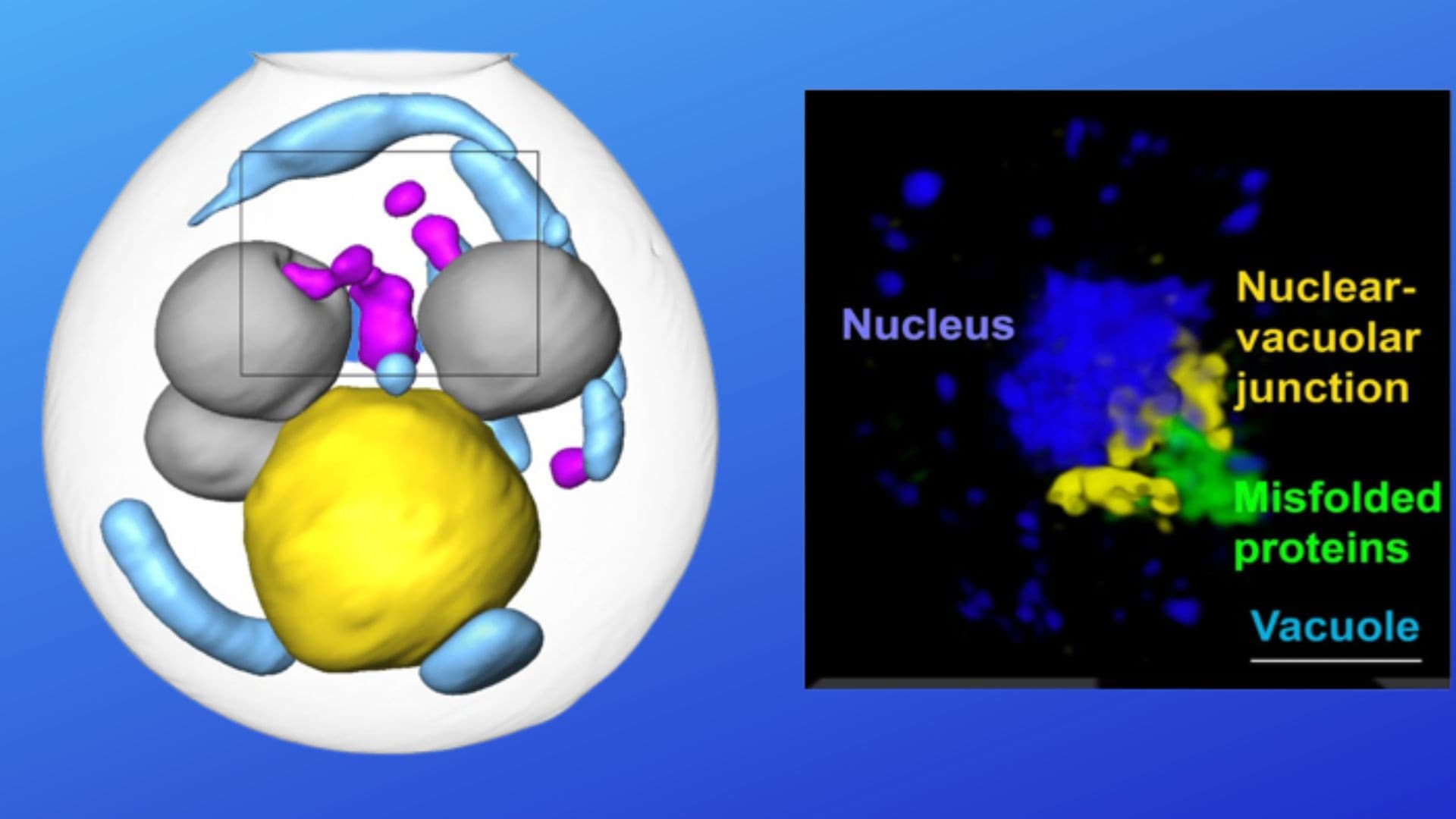 Alzheimer, Parkinson ve Daha Fazlasına Yardımcı Olabilecek Yeni Bir Hücresel Yol Keşfedildi