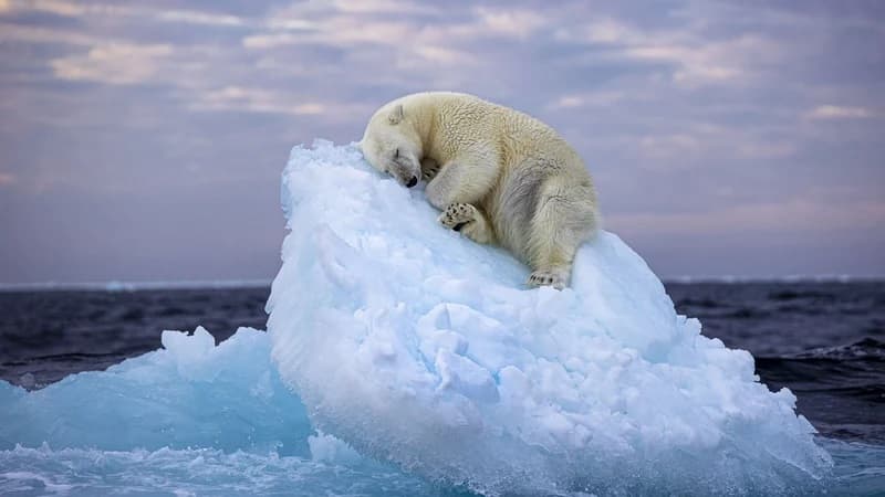 "Nefes Kesen" İsimli Uyuyan Kutup Ayısı Görüntüsü Yılın En İyi Fotoğraf Ödülünü Aldı